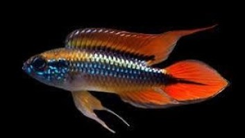 Apistogramma agassizii Double red